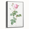 Neoclassical Crenate Cabbage Rose Print - Botanical Art by Redouté