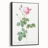 Neoclassical Crenate Cabbage Rose Print - Botanical Art by Redouté