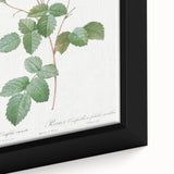 Neoclassical Crenate Cabbage Rose Print - Botanical Art by Redouté