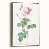 Neoclassical Crenate Cabbage Rose Print - Botanical Art by Redouté