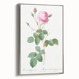 Neoclassical Crenate Cabbage Rose Print - Botanical Art by Redouté