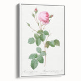 Neoclassical Crenate Cabbage Rose Print - Botanical Art by Redouté