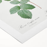 Neoclassical Crenate Cabbage Rose Print - Botanical Art by Redouté