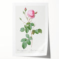 Neoclassical Crenate Cabbage Rose Print - Botanical Art by Redouté