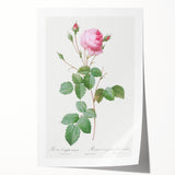 Neoclassical Crenate Cabbage Rose Print - Botanical Art by Redouté