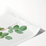 Neoclassical Crenate Cabbage Rose Print - Botanical Art by Redouté