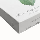 Neoclassical Crenate Cabbage Rose Print - Botanical Art by Redouté