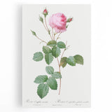 Neoclassical Crenate Cabbage Rose Print - Botanical Art by Redouté