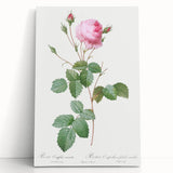 Neoclassical Crenate Cabbage Rose Print - Botanical Art by Redouté