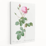 Neoclassical Crenate Cabbage Rose Print - Botanical Art by Redouté