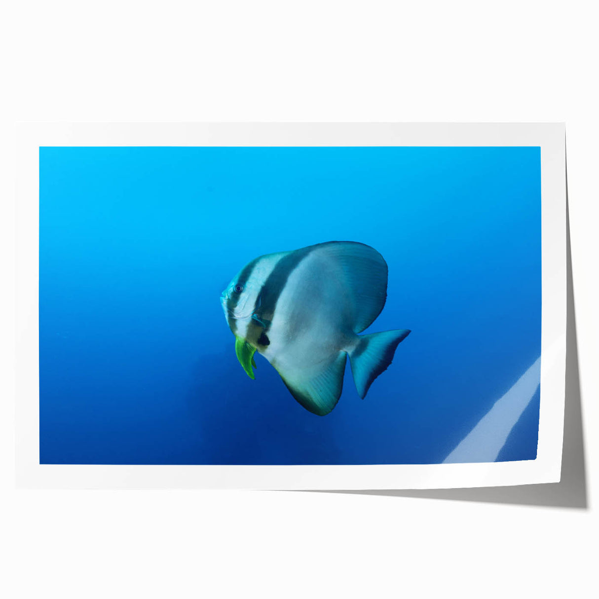 Extra large rolled print of Micronesian ocean scenery with vibrant blue and green hues, ideal for dining room wall art.
