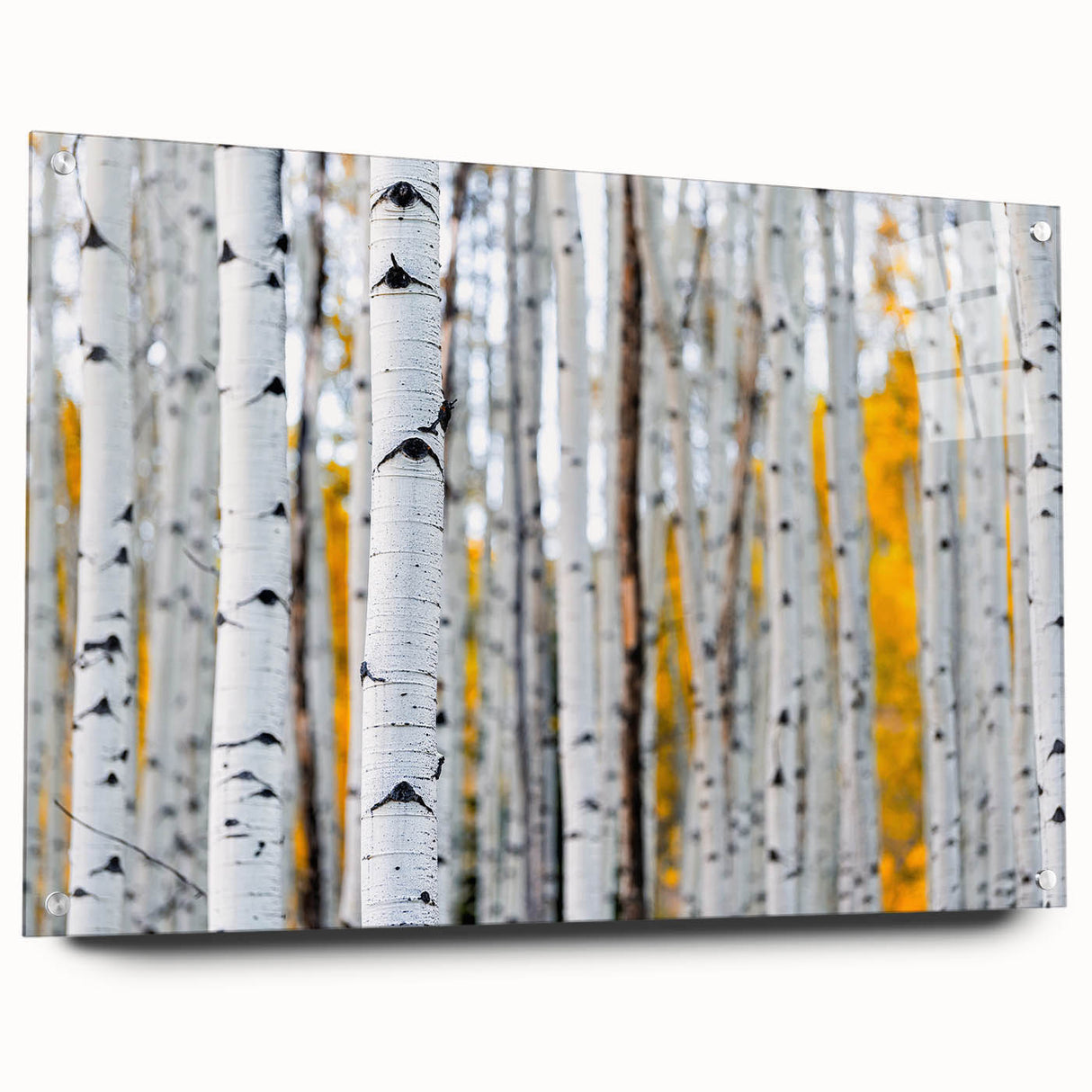 Acrylic print of a Colorado Aspen landscape in earthy green and brown tones, suitable for bedroom or dining room decor.