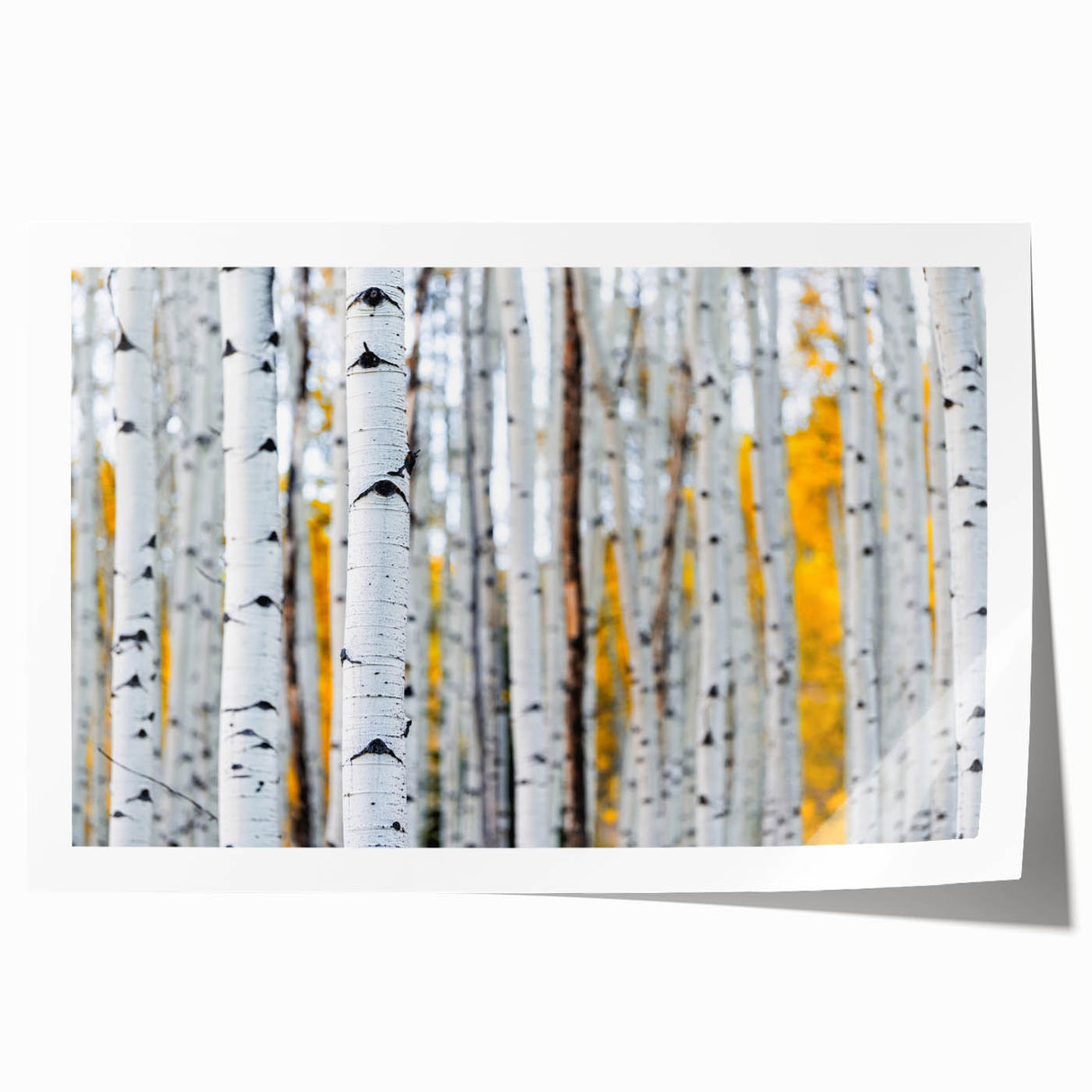Rolled print of Aspen, Colorado scenery in autumn with vibrant fall colors, ideal for art wall dining room.