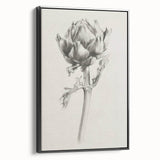 Elegant Artichoke Sketch Living Room Wall Art – Canvas Print
