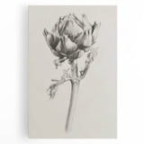 Elegant Artichoke Sketch Living Room Wall Art – Canvas Print