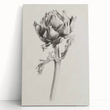 Elegant Artichoke Sketch Living Room Wall Art – Canvas Print