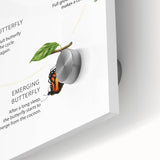Butterfly Life Cycle Kids Educational Wall Art - Learning Poster