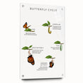 Butterfly Life Cycle Kids Educational Wall Art - Learning Poster