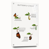 Butterfly Life Cycle Kids Educational Wall Art - Learning Poster