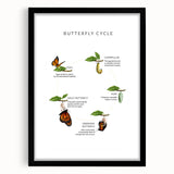 Butterfly Life Cycle Kids Educational Wall Art - Learning Poster