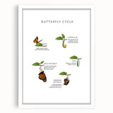 Butterfly Life Cycle Kids Educational Wall Art - Learning Poster