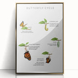 Butterfly Life Cycle Kids Educational Wall Art - Learning Poster