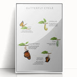 Butterfly Life Cycle Kids Educational Wall Art - Learning Poster