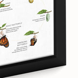 Butterfly Life Cycle Kids Educational Wall Art - Learning Poster