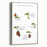 Butterfly Life Cycle Kids Educational Wall Art - Learning Poster
