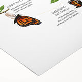 Butterfly Life Cycle Kids Educational Wall Art - Learning Poster