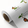 Butterfly Life Cycle Kids Educational Wall Art - Learning Poster