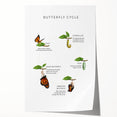 Butterfly Life Cycle Kids Educational Wall Art - Learning Poster