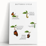 Butterfly Life Cycle Kids Educational Wall Art - Learning Poster
