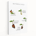 Butterfly Life Cycle Kids Educational Wall Art - Learning Poster