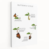 Butterfly Life Cycle Kids Educational Wall Art - Learning Poster