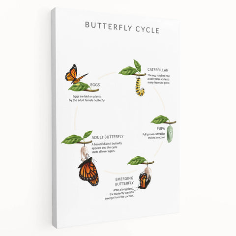 Butterfly Life Cycle Kids Educational Wall Art - Learning Poster
