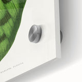 Classic Romantic Era Art: Green Maranta Leaf Illustration Print