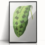 Classic Romantic Era Art: Green Maranta Leaf Illustration Print