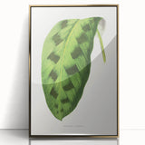 Classic Romantic Era Art: Green Maranta Leaf Illustration Print
