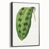 Classic Romantic Era Art: Green Maranta Leaf Illustration Print