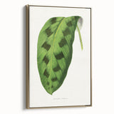 Classic Romantic Era Art: Green Maranta Leaf Illustration Print