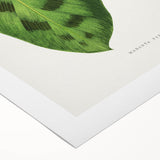 Classic Romantic Era Art: Green Maranta Leaf Illustration Print
