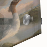 Goosander Dun Diver Art Print - Robert Wilkinson Padley Realism Bird Decor