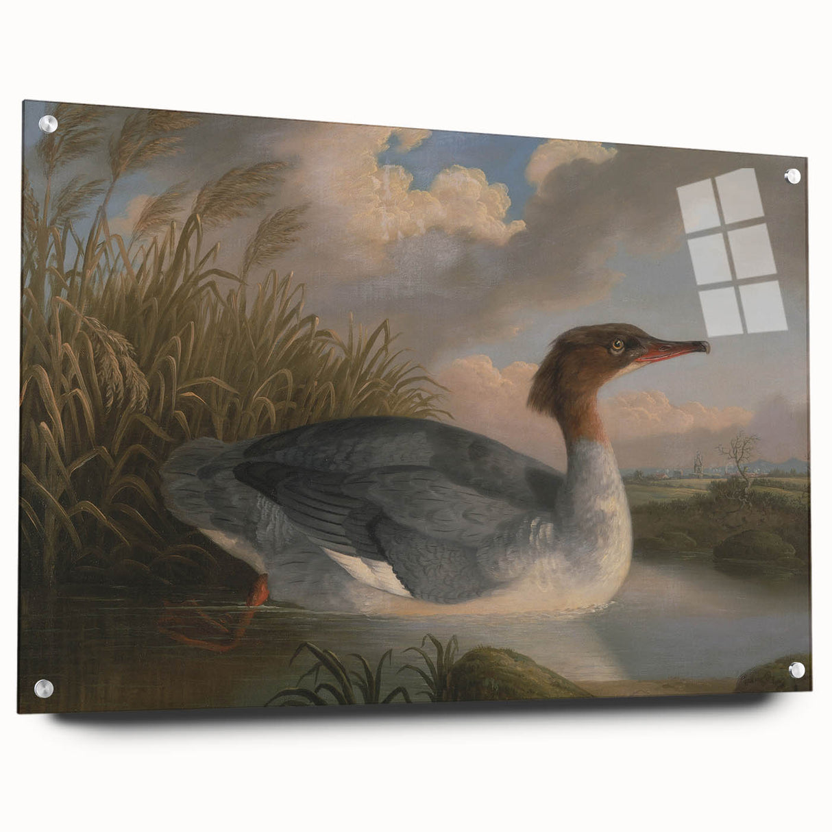 Goosander Dun Diver Art Print - Robert Wilkinson Padley Realism Bird Decor