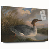 Goosander Dun Diver Art Print - Robert Wilkinson Padley Realism Bird Decor
