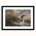 Goosander Dun Diver Art Print - Robert Wilkinson Padley Realism Bird Decor