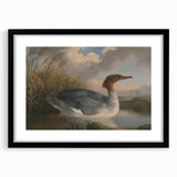 Goosander Dun Diver Art Print - Robert Wilkinson Padley Realism Bird Decor