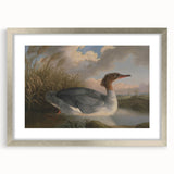 Goosander Dun Diver Art Print - Robert Wilkinson Padley Realism Bird Decor
