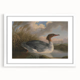 Goosander Dun Diver Art Print - Robert Wilkinson Padley Realism Bird Decor