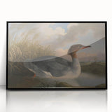 Goosander Dun Diver Art Print - Robert Wilkinson Padley Realism Bird Decor